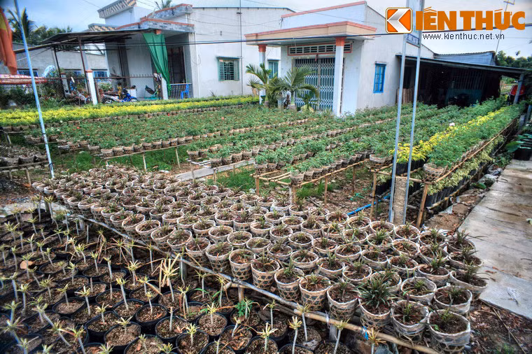 Các vườn ươm ở Tân Quy Đông là nơi cung cấp cây giống cho rất nhiều nhà vườn trong khu vực.