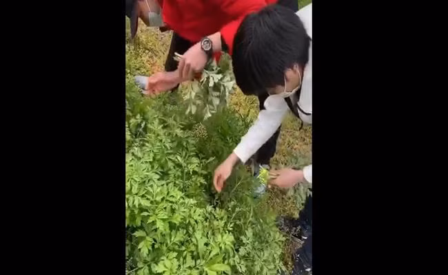 Không chỉ có ngải cứu, hội người Việt tại Nhật còn kiếm được hàng loạt loại rau tươi ngon như khác như cải mèo, cải xoong hay rau má về đổi bữa mà không mất đồng nào.
