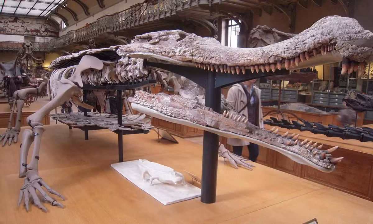 Nghiên cứu của các chuyên gia chỉ ra hàm trên của Sarcosuchus có 70 chiếc trong khi hàm dưới là 62 chiếc. Nhờ đó, chúng có lực cắn mạnh đến mức khủng long cũng không thể thoát được. Ảnh: Patrick Janicek / Wikimedia Commons / CC-BY-2.0.