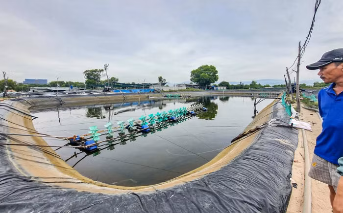 Bên trong dự án Khu nghỉ mát Hoàng Gia có 8 hộ dân chung vốn nhau thuê đất, đào 6 đầm lớn, 4 đầm nhỏ để nuôi tôm thẻ chân trắng. (Ảnh: Zing).
