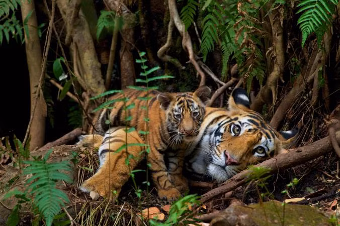 1,3 triệu lượt like trên Instagram là con số của bức ảnh hổ mẹ hổ con tạo Vườn Quốc Gia Bandhavgarh, Ấn Độ.