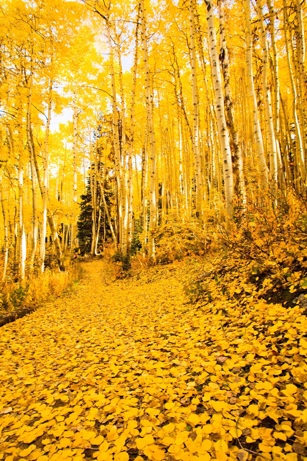 Rừng dương vàng rực ở Steamboat Springs, Colorado, Mỹ.