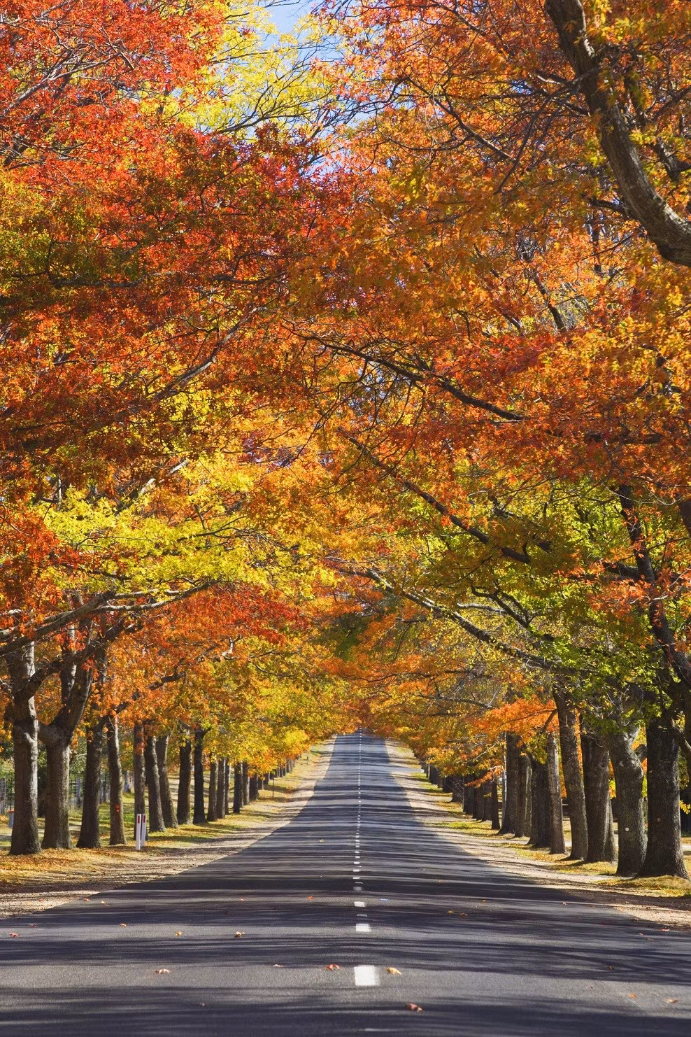 Con đường rợp bóng cây ở Mount Macedon, Australia.