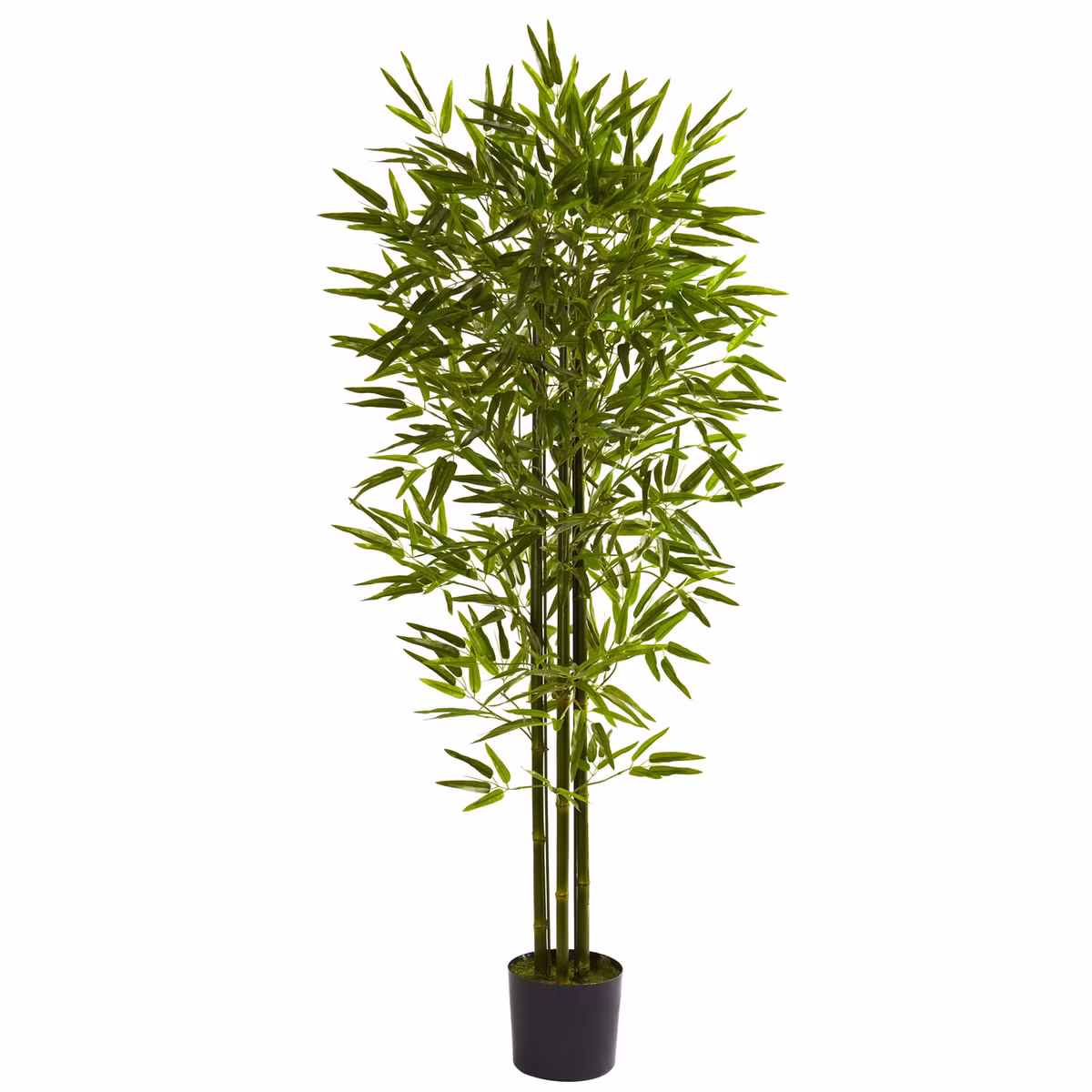 Để cây tre mang nhiều may mắn hơn, bạn cũng cần chú ý đến cách chăm sóc cây. Khi nào thấy đất trồng khô thì tưới nước, tốt nhất bạn nên dùng nước sạch để tưới cây.