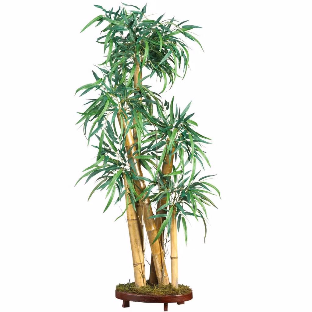 Nếu bạn muốn trồng tre để phòng tránh dịch bệnh, thì nên chọn bụi tre gồm bốn thân cây.