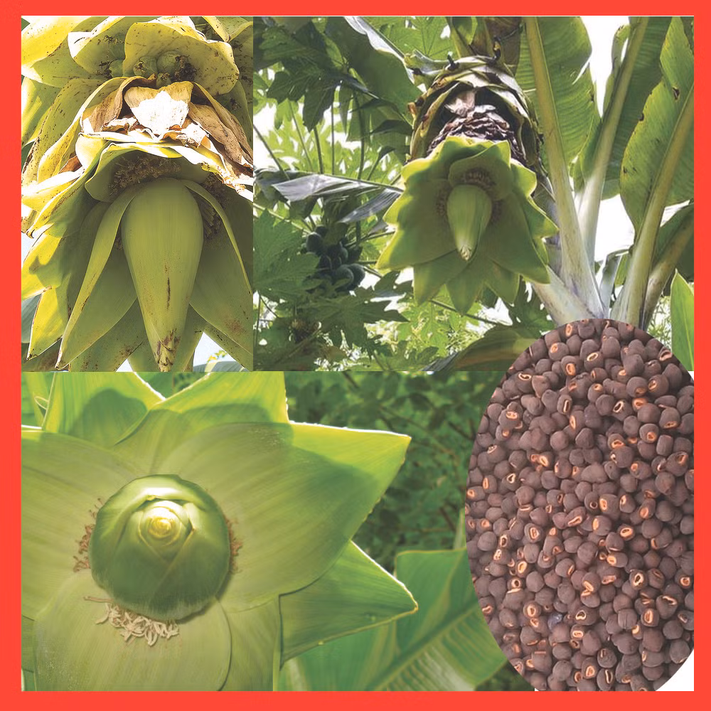 Đồng thời, kết quả phân tích còn cho thấy hàm lượng flavonoid và saponin toàn phần trung bình đã trừ độ ẩm theo phương pháp cân trong hạt chuối cô đơn tương ứng là 2,66% và 3,67%. Kết quả khảo sát độc tính cấp đường uống của cao chiết cồn 45% từ hạt chuối cô đơn sau khi cho chuột uống ở liều cao nhất mà không làm chết chuột ở liều 23,81g/kg thể trọng chuột.