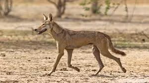 Hiện chỉ còn khoảng 3000 cá thể sói xám đang sống tại Ấn Độ, trong số đó có một phần là trong môi trường nuôi nhốt.