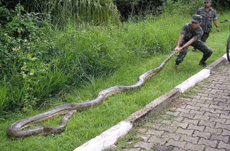 Eunectes murinus là loài ăn thịt nặng và dài nhất thế giới. Loài rắn độc lạ này có cách thức ăn thịt khá giống trăn: quấn quanh con mồi cho đến khi con mồi ngạt thở và chết rồi nuốt chửng vào bụng.