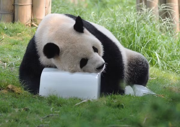 Gấu trúc còn ôm cả tảng băng để làm mát cơ thể, tìm một nơi râm mát, gối đầu lên tảng băng lạnh buốt ngủ ngon lành.
