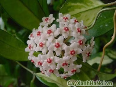 Do có hình dáng đẹp nên lan cẩm cù thường được trồng trang trí trong nhà, ngoài sân vườn, treo ban công, cửa sổ… Ảnh blogspot.