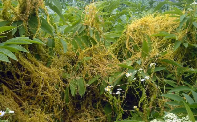 Tơ hồng là loài cây ký sinh ăn thực vật khác. Nó không có chất diệp lục, do đó sự sống phụ thuộc hoàn toàn vào dinh dưỡng của vật chủ. Tơ hồng thậm chí còn có khả năng tự di chuyển từ cây này sang cây trồng khác.