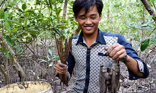 Với hơn chục cần câu và lội khoảng 2 tiếng đồng hồ, anh Hải có thể bắt được gần 2 kg “cá leo cây”.