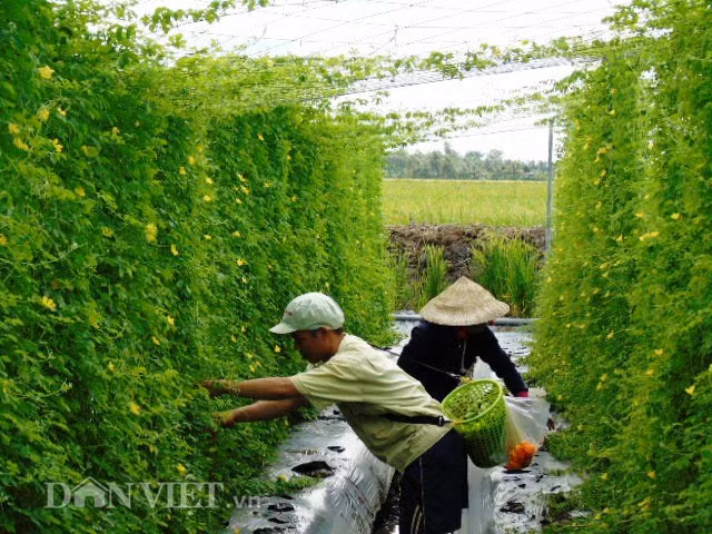 Trái chín có màu vàng tươi trông rất bắt mắt.