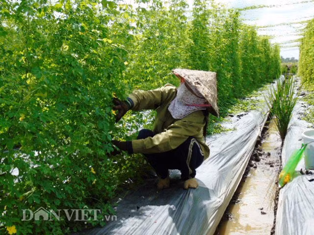 Giàn khổ qua rừng phát triển xanh tốt, cho trái sum suê với màu xanh đặc trưng.