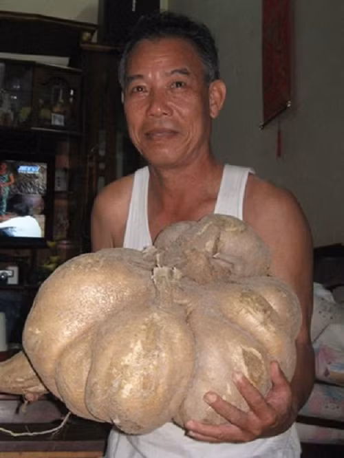 Một củ đậu 16kg được gia đình ông Hồ Quốc Nam, ở huyện Giá Rai, Bạc Liêu trồng được. Ảnh: Tiin.