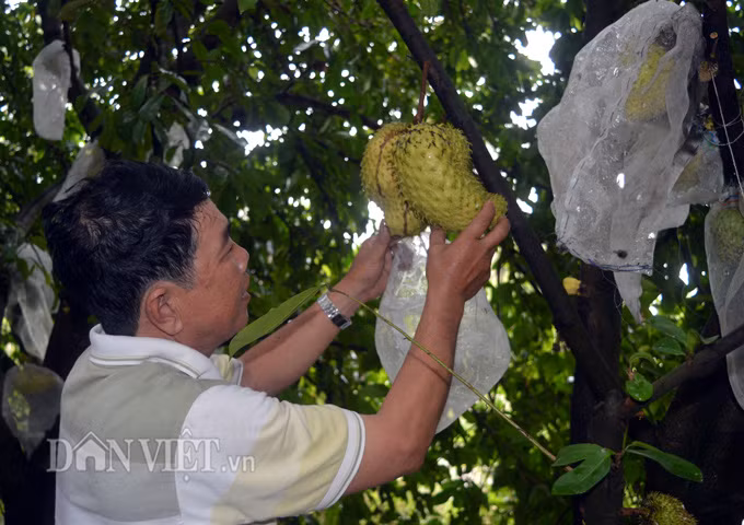 Sieu doc tra mang cau, gia 500.000 dong/kg