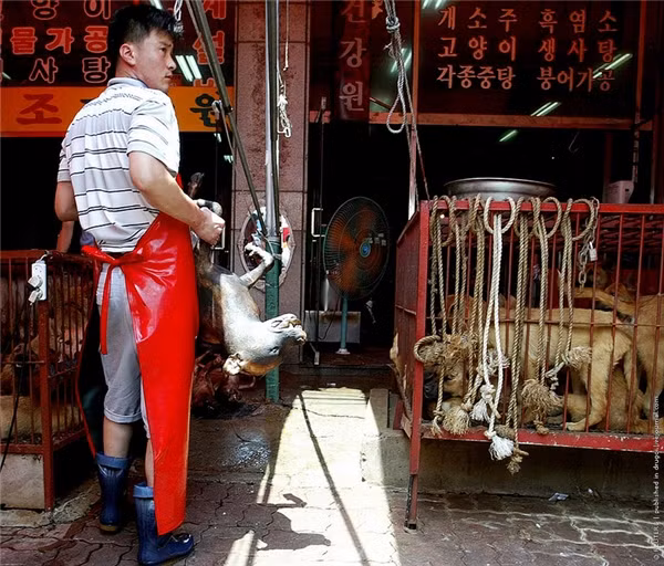 Chợ thịt chó được thành lập từ thập niên 1960. Ảnh: Prinest.