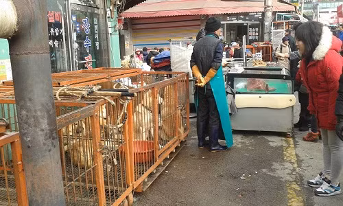 Ben trong cho thit cho lon nhat Han Quoc vua dong cua