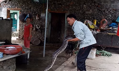 Cap tran khung song trong nha, duoc tra cay vang khong buon ban