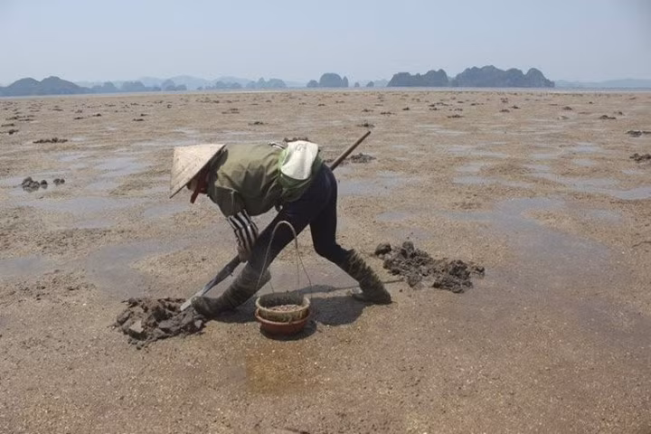 Sá sùng là lộc trời ban cho vùng đất Vân Đồn (Quảng Ninh). Khi còn tươi, sá sùng giống con giun, có độ dài khoảng 5-10cm, cá biệt có con dài 15-40cm. 1kg sá sùng tươi có giá 200 nghìn đồng, loại khô 4 triệu đồng/kg.