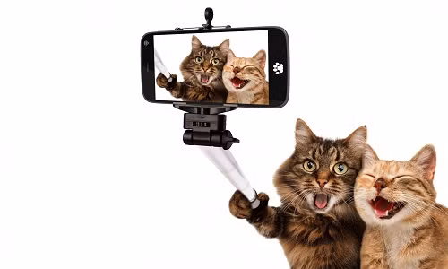 Bat cuoi anh che meo con tu suong voi selfie