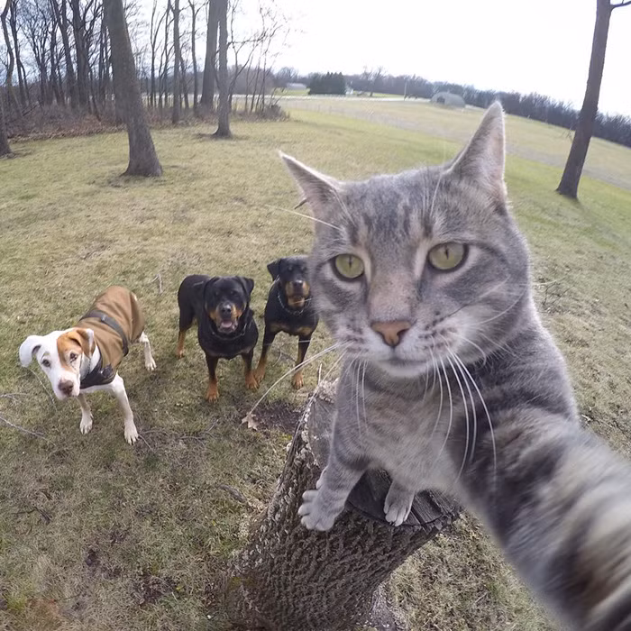  Chụp ảnh selfie là phải giơ máy lên thật cao. Ảnh: Boredpanda.