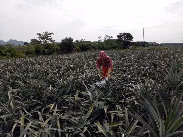 Người dân vô cùng bất ngờ vì giá dứa chưa bao giờ cao như vậy. Ngạc nhiên hơn, họ còn thu gom cả những quả dứa còn xanh với giá cao. Ảnh: Dân Việt.
