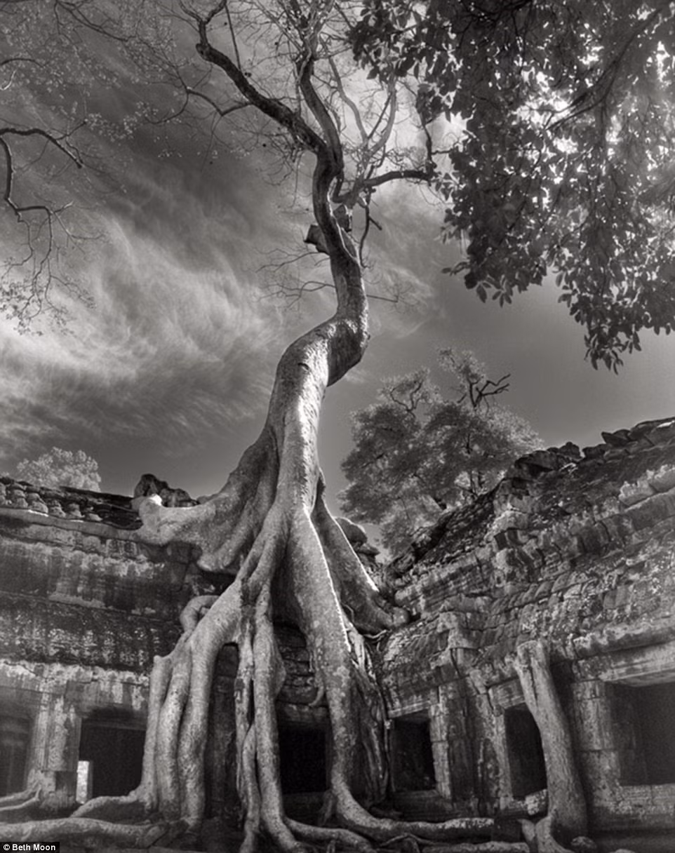 Một bộ rễ cây khổng lồ bao phủ ngôi đền Ta Prohm, Siem Reap, Campuchia. Những bức ảnh của Berth Moon được in thành sách, xuất bản năm 2014 và 2016.