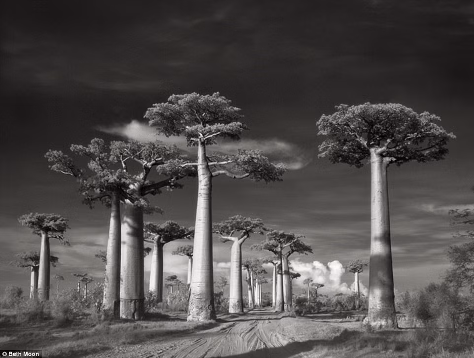 Bao Bap là loài thực vật đặc trưng của của vùng Madagascar . Loài cây to lớn này có thể cao trên 30 m, với đường kính to 20 người ôm. Người dân Madagascar thường lấy lá cây, quả của cây này làm món ăn.