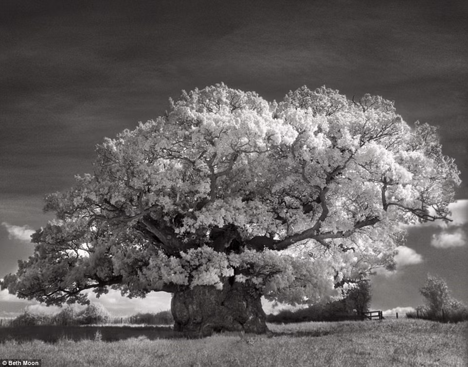  Cây sồi Bowthorpe Oak ở Lincolnshire, Anh có tuổi thọ hơn 1.000 năm. Đây là cây đại thụ đầu tiên Moon chụp ảnh.