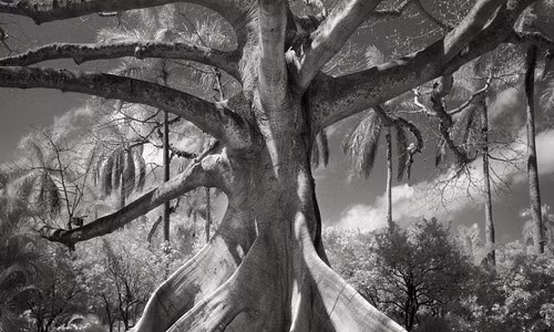 Những bức ảnh tuyệt đẹp về các loài cây cổ thụ này do nhiếp ảnh gia người Mỹ Beth Moon ghi lại. Đây là hình ảnh về một cây bông gạo (Ceiba pentandra) ở Palm Beach, Florida, Mỹ. Các sợi bông của cây này được thu hoạch để nhồi gối, nệm hoặc thú bông.