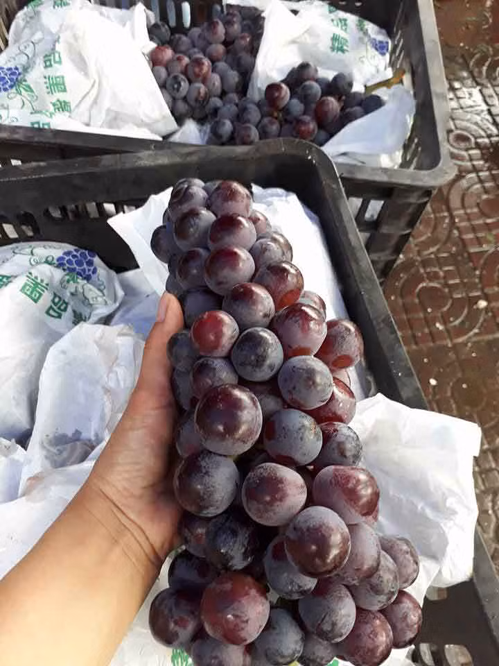 Thực tế, Trung Quốc trồng đủ các loại nho. Mùa này đang là nho đen không hạt bên Trung Quốc nên hàng về ồ ạt. Khi nhập về nguyên thùng, mỗi chùm nho đều được bọc riêng vào bao túi bên ngoài có chữ Trung Quốc. Ảnh: Vietnamnet.