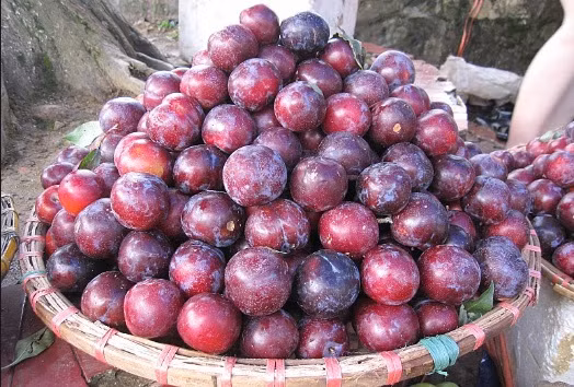 Mận Việt thường tươi, cứng, có vị chua thanh và giòn. Khi chín có vị ngọt pha lẫn vị chua dịu. Mận Trung Quốc ngọt hơn, ruột mềm và dễ bị nhũn. Ảnh: Phununet.