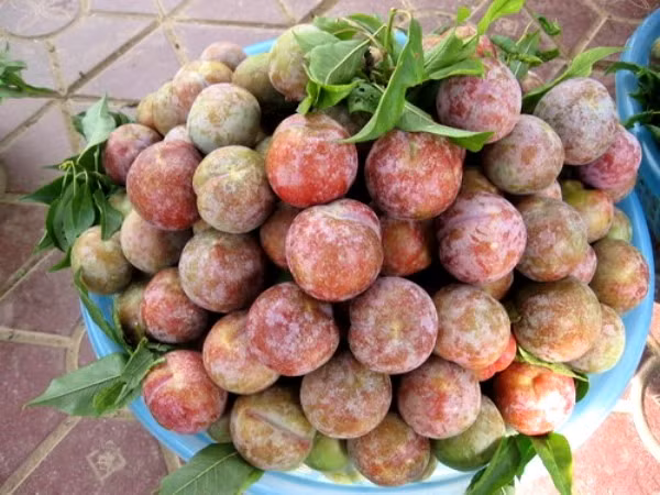 Mận Tam Hoa trồng chủ yếu ở Mộc Châu (Sơn La), Bắc Hà (Lào Cai)...có màu đỏ kèm phấn trắng lấm tấm. Khi ăn có vị ngọt pha lẫn chua, giòn. Ảnh: Cayhoacanh.