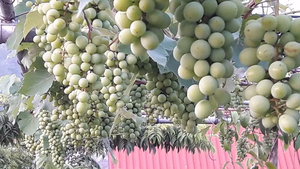 Không muốn phun thuốc trừ sâu nên hàng ngày anh phải tỉ mỉ hái từng lá sâu bệnh bỏ đi để tránh lây lan ra cả giàn. Ảnh: Vietnamnet