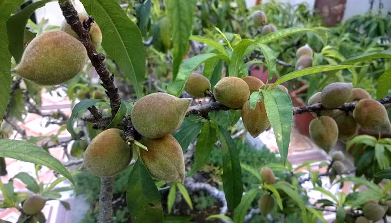 Vườn đào thất thốn trên sân thượng tầng 3 của anh Nam Hải (Tam Thanh, TP Lạng Sơn) sai trĩu quả khiến nhiều người không khỏi kinh ngạc. Ảnh: Vietnamnet