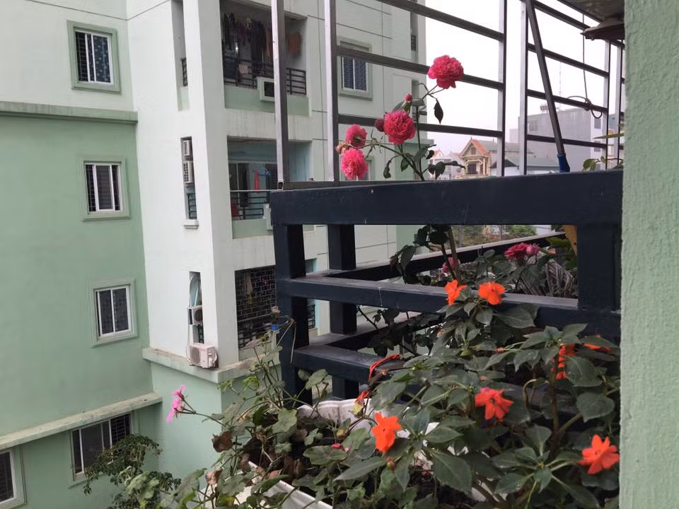 Góc chung cư Hà Nội rực rỡ dưới sắc màu của hoa hồng. Ảnh: Thu Huyền/Kiến thức.