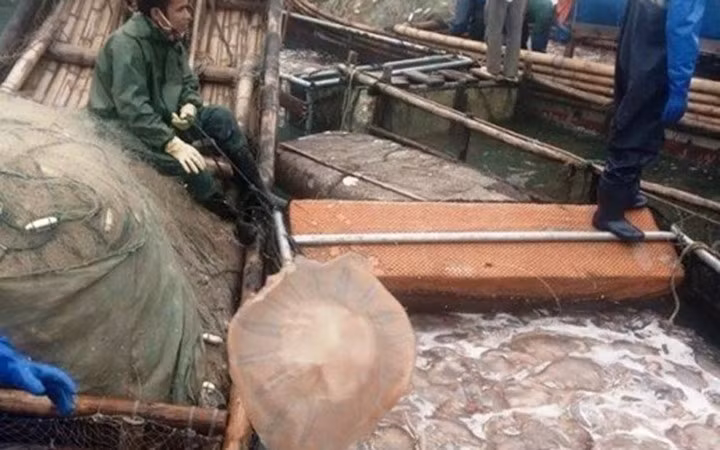 Gian nan nghề "vớt vàng trắng" trên biển (Ảnh: Báo Thanh Hóa)