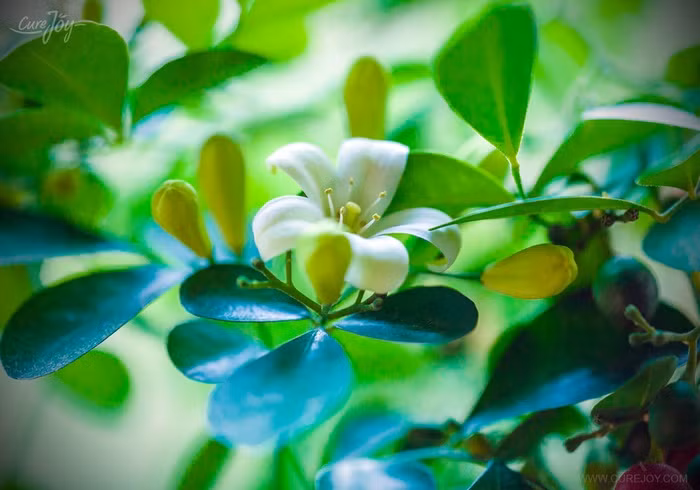 Nguyệt quý là một loại cây nhiệt đới được tìm thấy ở Đông Nam Á. Hoa nguyệt quý có 5 cánh trắng muốt, nhỏ xinh, trông khá giống với hoa cam. Cây nguyệt quý ưa sống ở nơi ẩm ướt vì vậy nếu trồng cây này bạn nên tưới nước hàng ngày, bón phân thường xuyên vào mùa xuân và mùa hè.