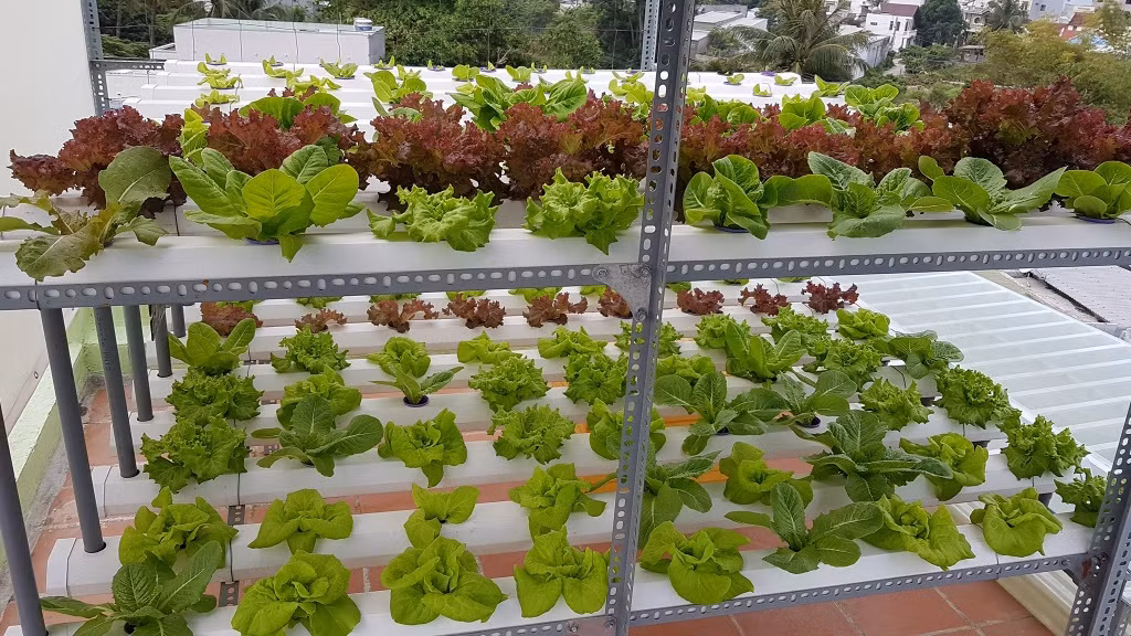 Do bận rộn với công việc kinh doanh nên anh Bảo chọn phương pháp trồng rau thủy canh. Ảnh: Đời sống &amp; pháp lý.