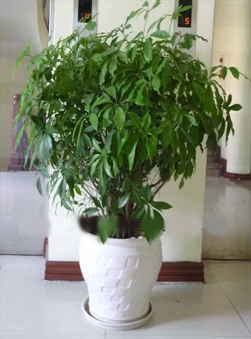 Ngũ gia bì được nhiều gia đình trồng để làm cảnh cho không gian sinh hoạt nhưng ít ai biết nó cũng là cây đuổi muỗi hiệu quả. Ảnh: Cayvahoa.