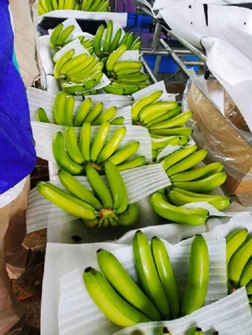 Tất cả chuối của Hoàng Anh Gia Lai đều được sàng lọc kỹ về hình thức và chất lượng trước khi xuất khẩu. Ảnh: Zing.