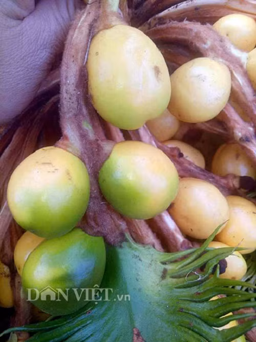 Tra hang chuc trieu cho cay van tue hiem dom hoa ket trai-Hinh-4
