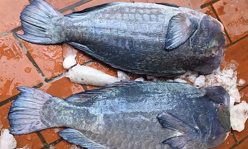 Dua nhau gop tien mo xe ca mo gu khong lo ky di