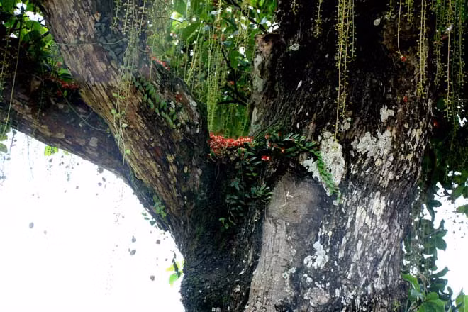 Mọc đầy rêu phong nên cây lộc vừng nghìn tuổi mang vẻ đẹp hoài cổ. Ảnh: Dân Việt.