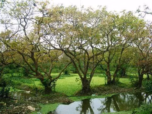 Thôn Phú Thọ, xã An Thủy, huyện Lệ Thủy, Quảng Bình giữ được gần cả ngàn gốc lộc vừng cổ thụ, trị giá hàng trăm tỷ đồng. Ảnh: Vietnamnet.