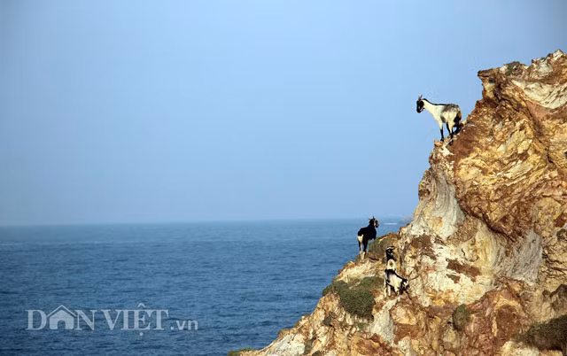 Hiện nay, nông dân Nguyễn Ngọc Ẩn (trú phường Nhơn Hòa, TX.An Nhơn, Bình Định) đang nuôi khoảng 50 con dê theo hình thức chăn thả quảng canh để hạn chế chi phí về thức ăn.