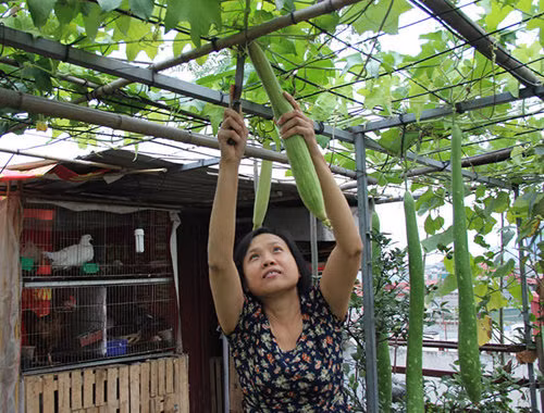Chị Hiền (quận Hai Bà Trưng, Hà Nội) bắt đầu trồng rau, nuôi gà ở ban công và trên mái tôn để tăng nguồn thực phẩm sạch cho gia đình. Ảnh: Dân Việt.