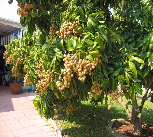 Nếu chăm sóc đúng kỹ thuật, cây phát triển phát triển rất tốt cho năng suất 500 - 1.000kg trái/cây. Ảnh: Baovinhlong.
