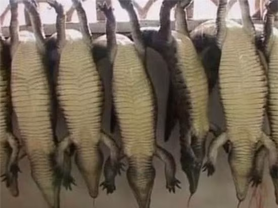 Cá sấu được treo ngược để dốc máu. Ảnh: Peta.